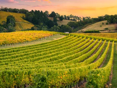 Vineyard